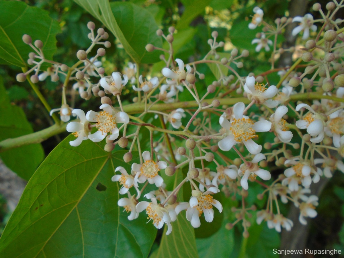 Berrya cordifolia (Willd.) Burret